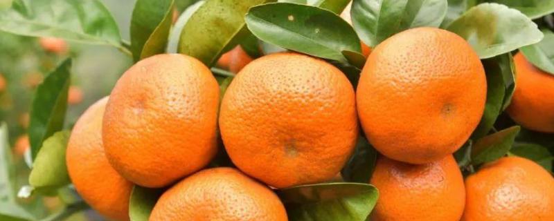 柑橘褐斑病图片及防治，附症状 柑橘褐斑病用什么药效果好