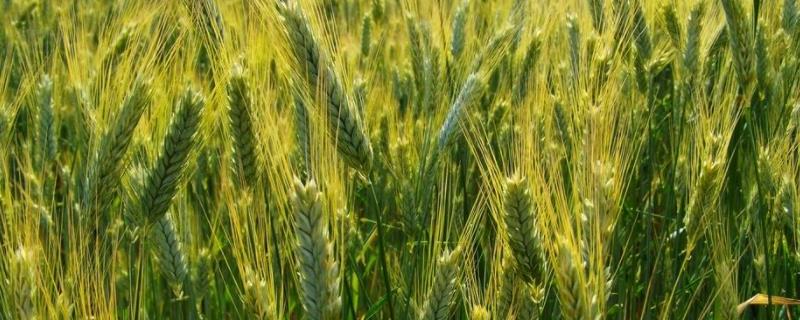 小麦种子可以种几年，可留种几代 小麦种子可以种几年,可留种几代苗