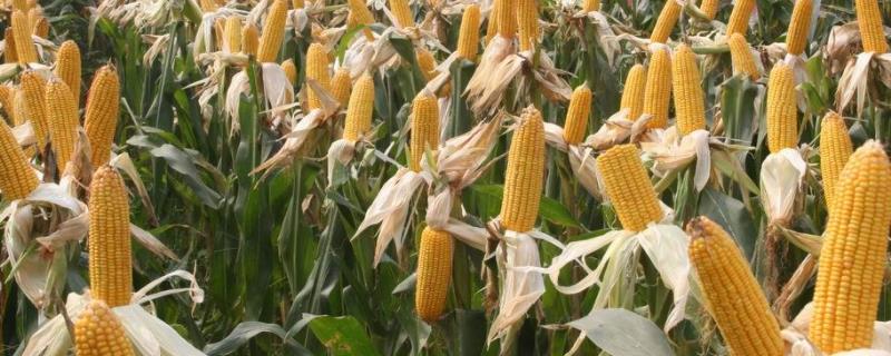 富民105玉米种子特征特性，附简介 富民105玉米新品种