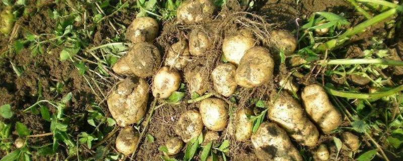 土豆用什么肥料高产，土豆怎么种植 种土豆用什么肥能高产