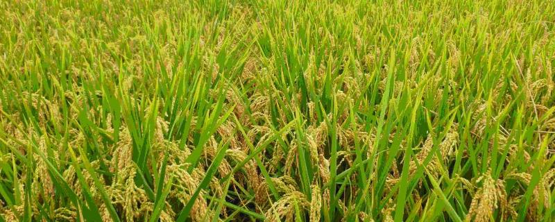 优质水稻品种，太空水稻是怎么种的 优质水稻品种,太空水稻是怎么种的呢