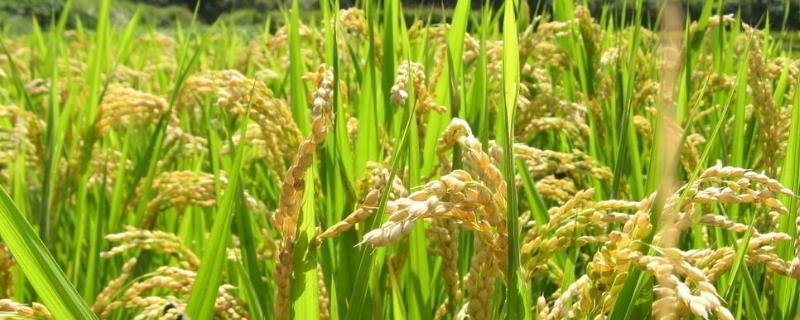 旱稻一亩收多少斤，附种植技术 旱稻每亩能收多少斤