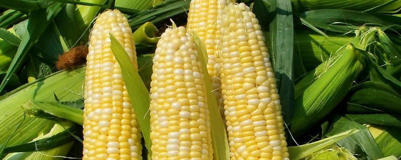 种玉米的工具，盐碱地种玉米诀窍 盐碱地种玉米用什么肥料最好