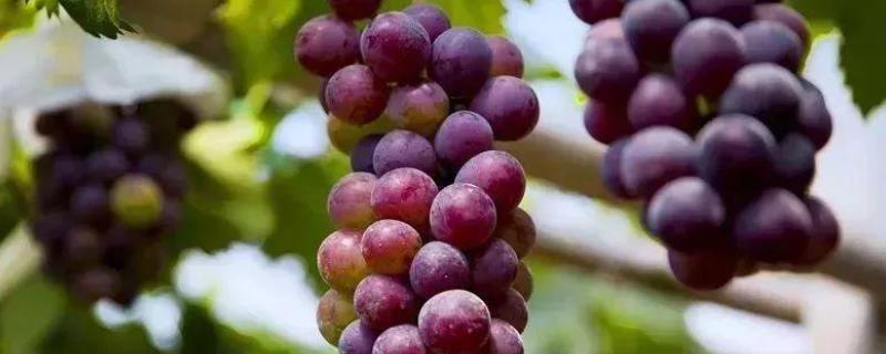 葡萄种植方法与技术管理（葡萄种植方法与技术管理视频）