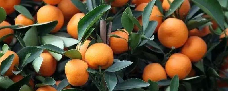 柑橘病虫害防治与用药 柑橘病虫害防治与用药图片