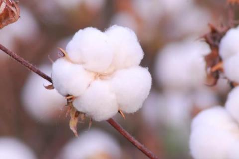 棉花品种有哪些