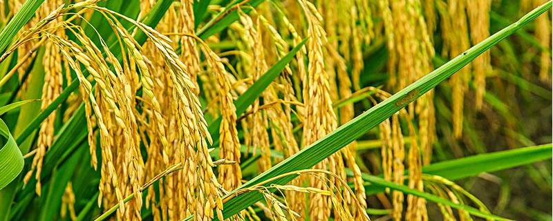 早稻早熟高产水稻品种（优质早稻品种）