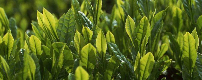 茶叶常见病虫害图片与防治 茶叶花病虫害的图片