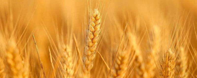 小麦种子过了保质期能种吗，怎么种 小麦种子会过期吗