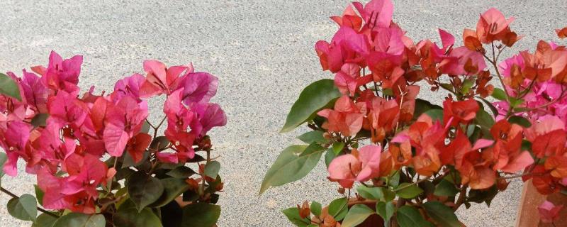 花卉三角梅的种植方法，有哪些品种（花卉三角梅的种植方法,有哪些品种图片）