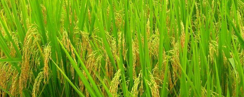 广东19香水稻品种（19香系列水稻）