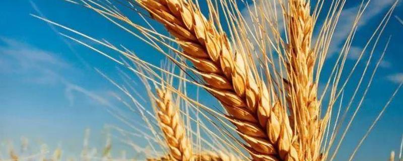 西农805小麦特征特性，附简介 小麦品种西农805特征特性