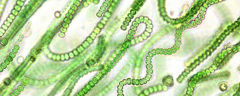 蓝细菌有叶绿体吗，和蓝藻一样吗 蓝细菌有叶绿体吗,和蓝藻一样吗为什么