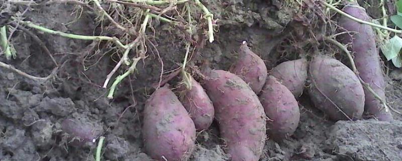 栽红薯最合适的垄距，施什么肥料好