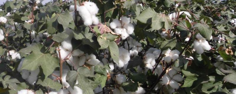 棉花种植时间和方法，附区位条件（棉花种植技术宝典）