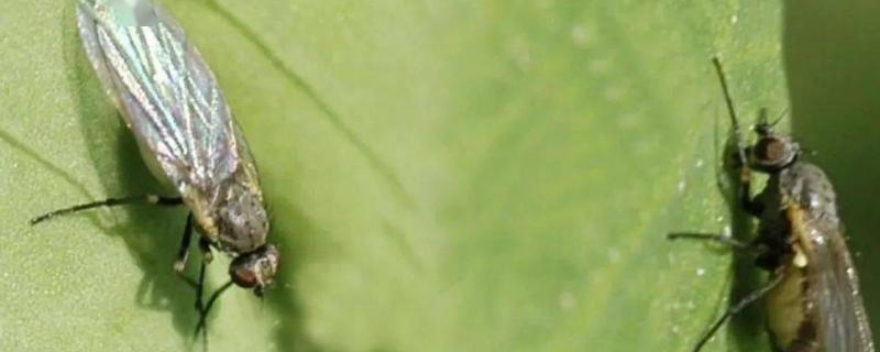潜叶蝇不打药怎么治，潜叶蝇主要为害那些作物