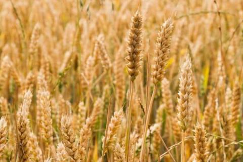 超大穗小麦新品种