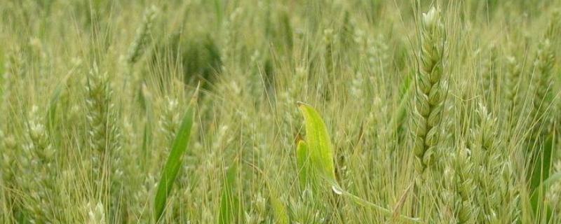 小麦拔节期管理技术要点，可以喷施磷酸二氢钾吗