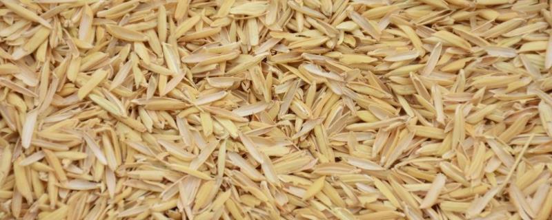 稻谷壳怎么做营养土，可以种花吗 稻谷壳怎么做肥料