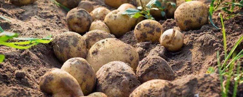 土豆的种植技术，发芽了还能吃吗（土豆发芽了该怎么种植）