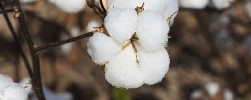 种植棉花的自然条件，附区位条件 种植棉花的条件地理