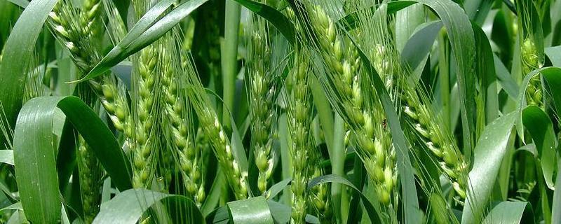 平安518小麦品种特性（平安658小麦品种特性）