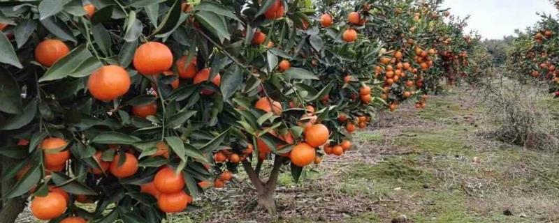 柑橘壮果肥什么时候下，用什么肥 柑桔什么时间施壮果肥
