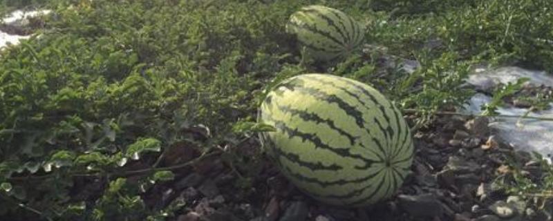 中卫西瓜产地在什么地方，品种介绍（中卫西瓜种植基地在什么地方）
