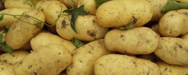 土豆种植技术 最新土豆种植技术