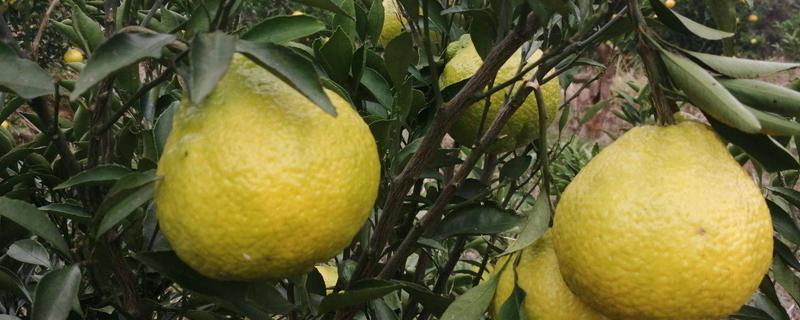 黄金贡柚产品介绍，怎么栽培 黄金贡柚的栽培技术