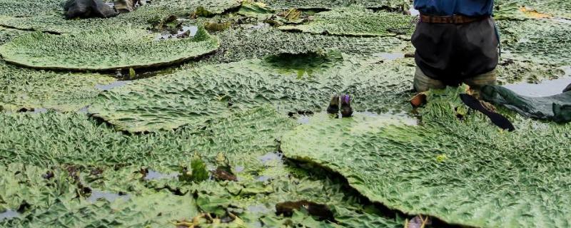 鸡头米种植一亩成本，和芡实有什么区别