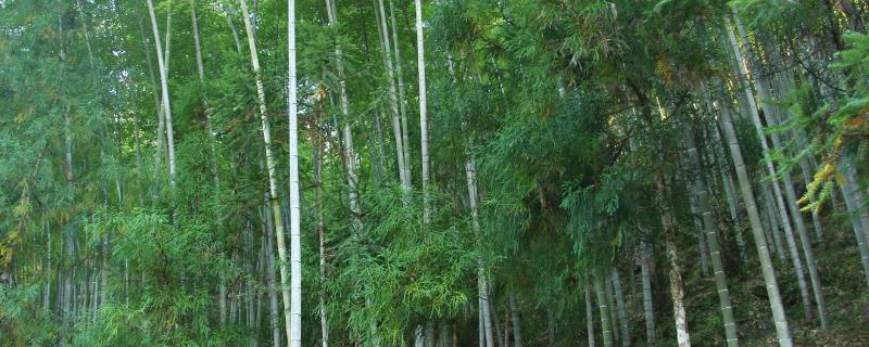 屋后山坡种植毛竹有利于山坡稳定吗，附种植方法和注意事项