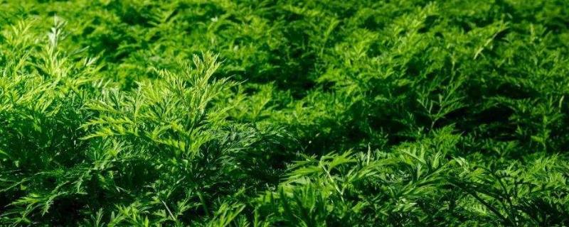 川芎种植技术与栽培管理 川芎的栽培技术