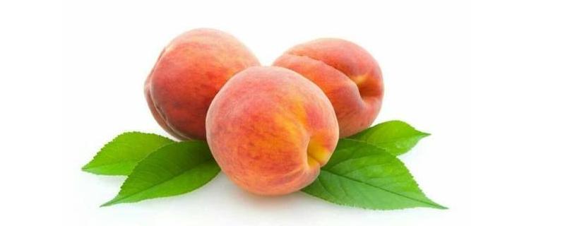 桃树桃子生虫打什么药，是什么原因 桃树生虫打什么农药