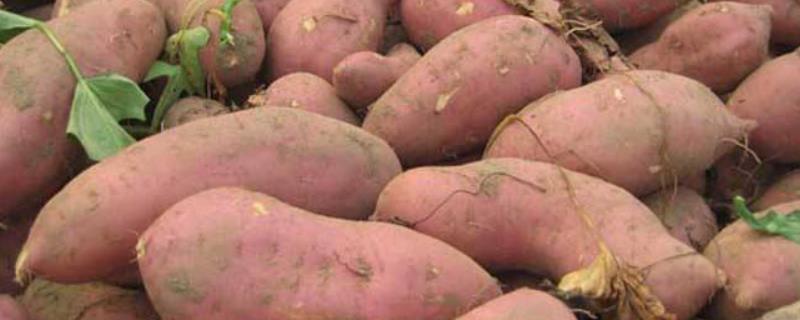 红薯产量，附种植时间和方法 红薯所需的种植条件