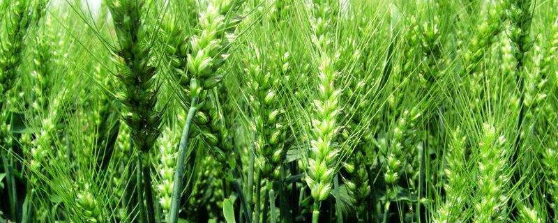 水稻田可以种小麦吗 能种水稻的绝不种小麦