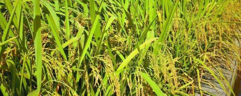 水稻不同时期的水层管理技术（水稻中后期水的管理）