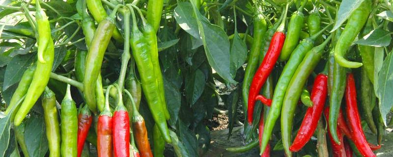 农药香芹酚作用，对辣椒有作用吗 农药香芹酚作用,对辣椒有作用吗