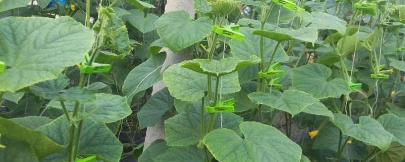 大棚吊秧绳快速方法，怎样拉钢丝的 大棚吊秧新方法
