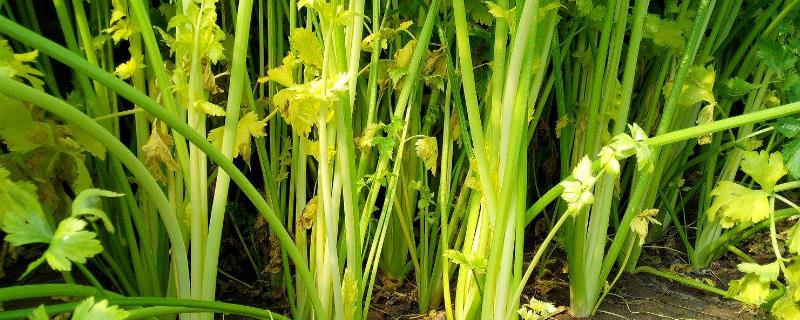 芹菜生腻虫怎么治，是什么原因引起的？什么时候防治效果好