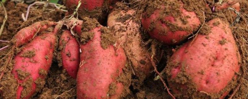 广东红薯种植时间，种植方法（广东红薯种植时间和方法）