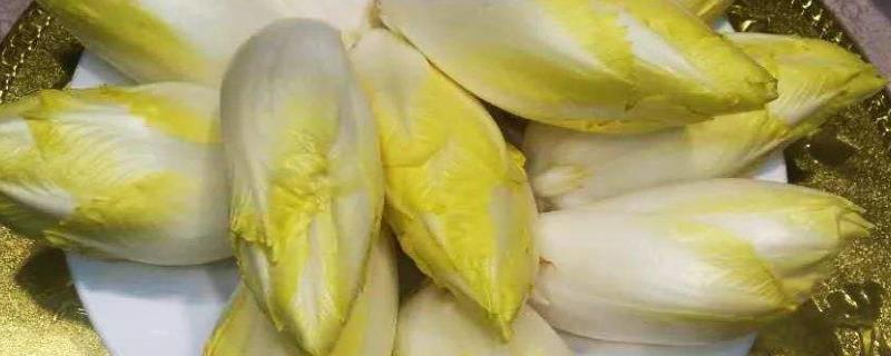 玉兰菜种植教程 玉兰菜种植方法