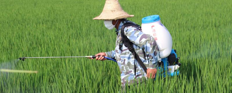 加收米治什么病，附使用说明书（加收米的使用说明书）