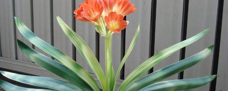 绿叶宝肥料使用方法，适合哪些花（绿叶宝肥料使用方法,适合哪些花卉用）
