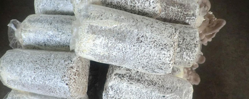 菌种是什么，菌株和菌种的区别（菌种是什么,菌株和菌种的区别图片）