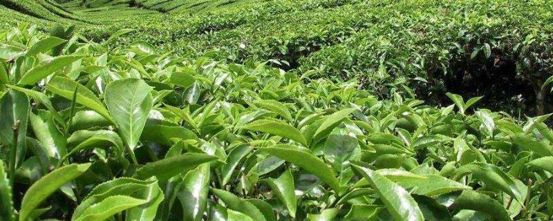 一公顷茶园能产出多少茶叶，10亩茶叶利润有多少