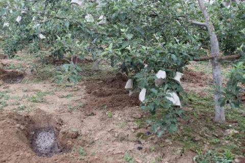 果树肥料的种类及作用