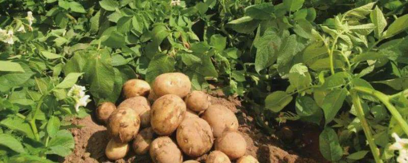 土豆亩产，附种植时间和方法（土豆种植技术和种植时间）