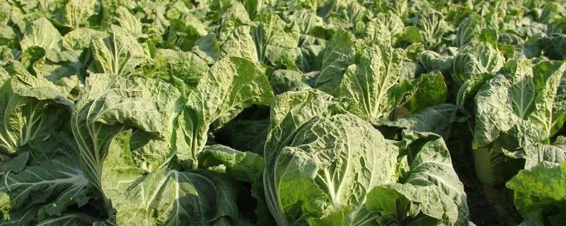 白菜长到何时须捆，烂根用什么药 白菜生长后期捆好还是不捆好
