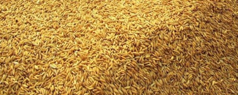 一斤谷子能打多少米，能酿多少酒 一斤谷子能打多少米怎么算
